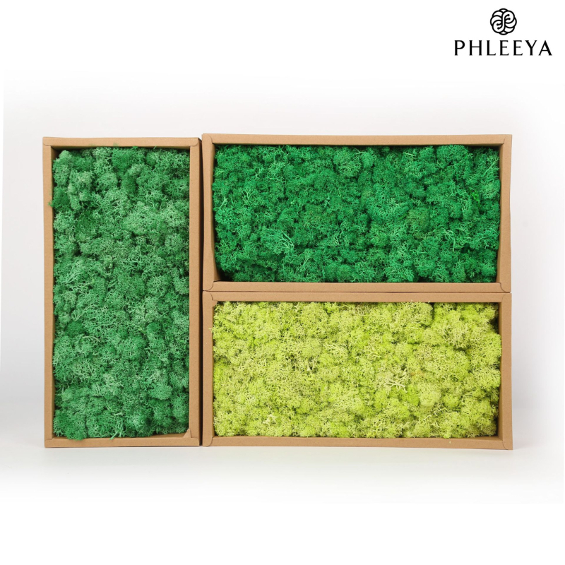 Amžinos samanos, elnių samanos, didmeninė prekyba dekoratyvinėmis dovanų dėžutėmis, samanų sienos samanos, meno samanos