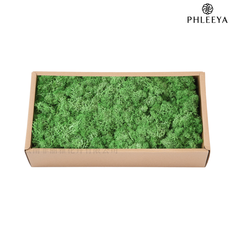 Amžinos samanos, elnių samanos, didmeninė prekyba dekoratyvinėmis dovanų dėžutėmis, samanų sienos samanos, meno samanos