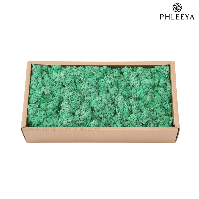 Amžinos samanos, elnių samanos, didmeninė prekyba dekoratyvinėmis dovanų dėžutėmis, samanų sienos samanos, meno samanos