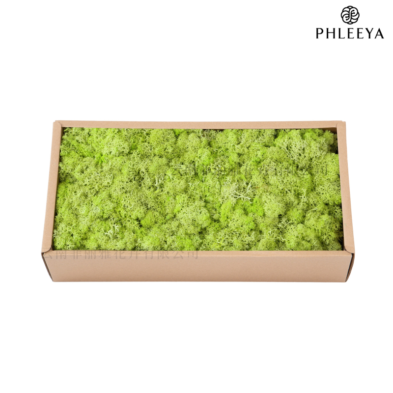 Amžinos samanos, elnių samanos, didmeninė prekyba dekoratyvinėmis dovanų dėžutėmis, samanų sienos samanos, meno samanos