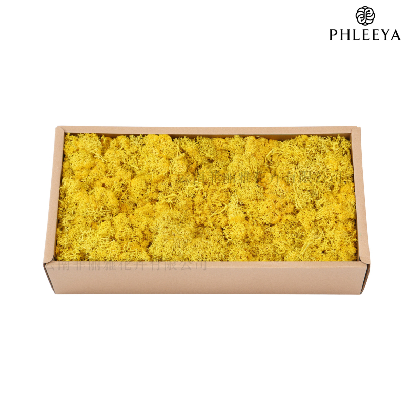 Amžinos samanos, elnių samanos, didmeninė prekyba dekoratyvinėmis dovanų dėžutėmis, samanų sienos samanos, meno samanos