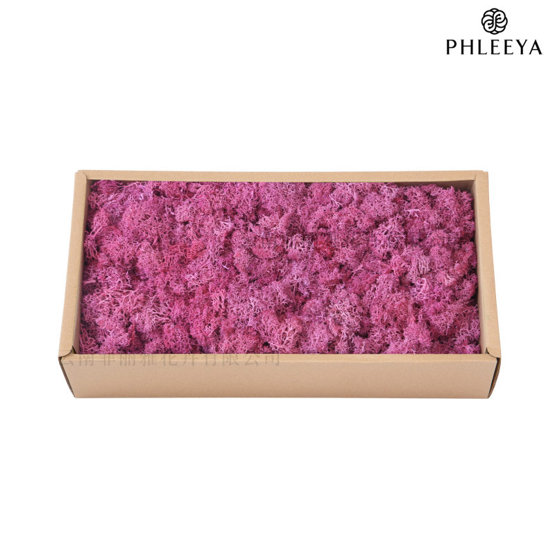 Amžinos samanos, elnių samanos, didmeninė prekyba dekoratyvinėmis dovanų dėžutėmis, samanų sienos samanos, meno samanos