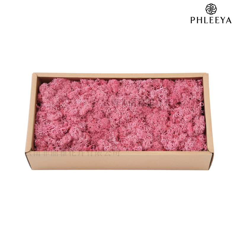 Amžinos samanos, elnių samanos, didmeninė prekyba dekoratyvinėmis dovanų dėžutėmis, samanų sienos samanos, meno samanos