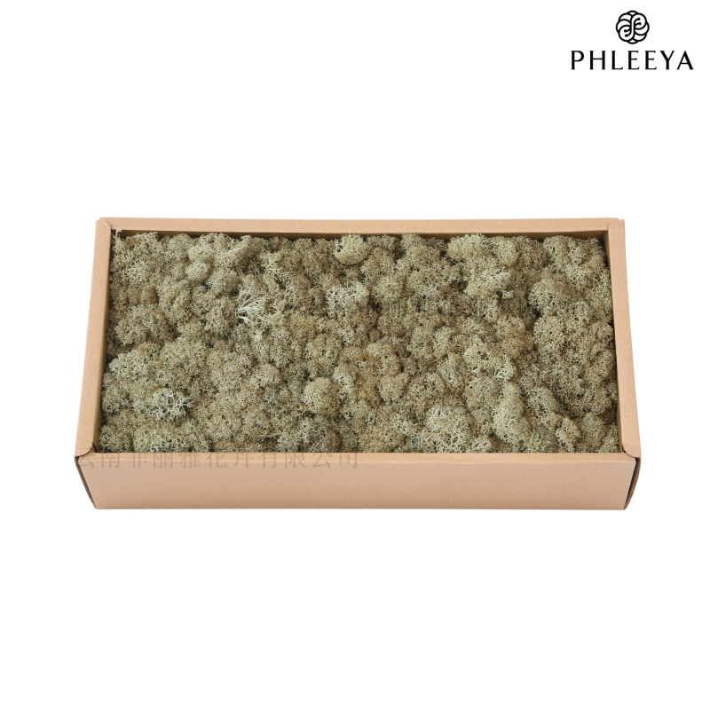 Amžinos samanos, elnių samanos, didmeninė prekyba dekoratyvinėmis dovanų dėžutėmis, samanų sienos samanos, meno samanos