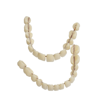 Suulise õppematerjali simulatsiooniprotees kaherealine plastproteesimudel väliskaubanduse piiriülene kuum müük