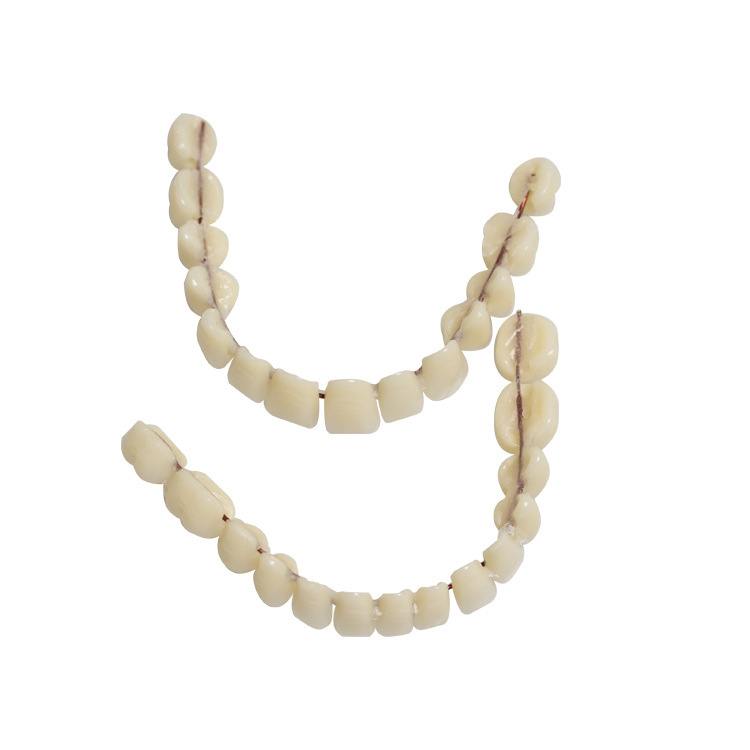 Suulise õppematerjali simulatsiooniprotees kaherealine plastproteesimudel väliskaubanduse piiriülene kuum müük