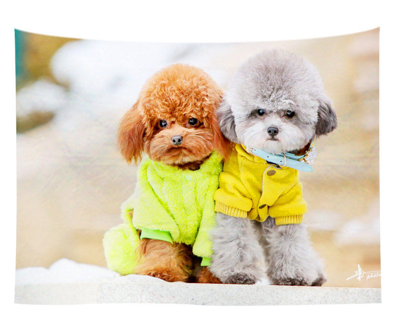 Άμεση προμήθεια από εργοστάσιο Meng Fun κατοικίδιο νέο τυπωμένο ταπισερί για το σπίτι κρεμαστό διακοσμητικό τοίχου μαξιλάρι πετσέτας θαλάσσης μια ελάχιστη παραγγελία