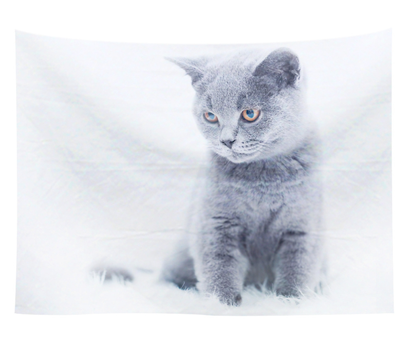 Άμεση προμήθεια από εργοστάσιο Meng Fun κατοικίδιο νέο τυπωμένο ταπισερί για το σπίτι κρεμαστό διακοσμητικό τοίχου μαξιλάρι πετσέτας θαλάσσης μια ελάχιστη παραγγελία