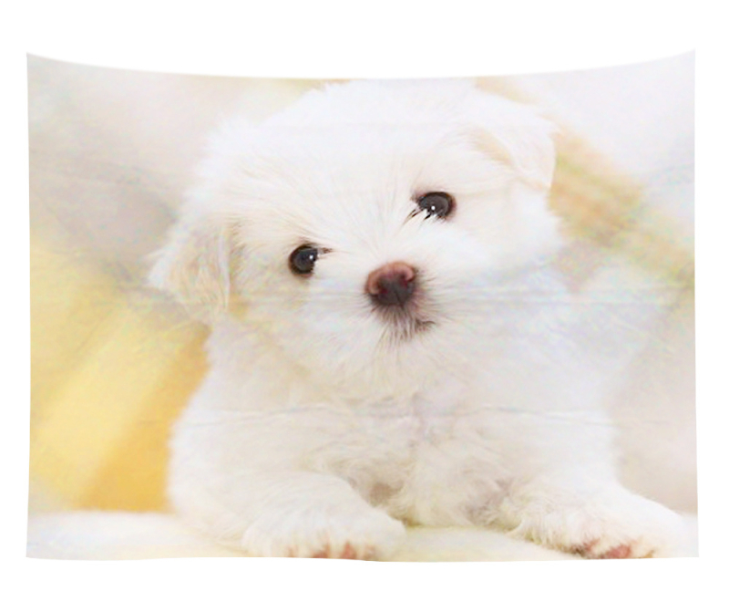 Άμεση προμήθεια από εργοστάσιο Meng Fun κατοικίδιο νέο τυπωμένο ταπισερί για το σπίτι κρεμαστό διακοσμητικό τοίχου μαξιλάρι πετσέτας θαλάσσης μια ελάχιστη παραγγελία