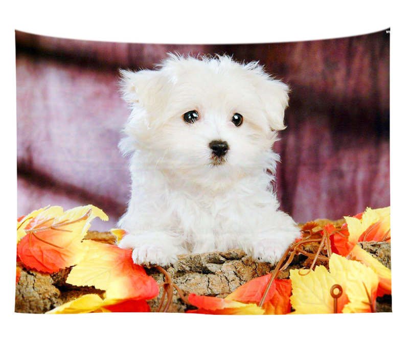 Άμεση προμήθεια από εργοστάσιο Meng Fun κατοικίδιο νέο τυπωμένο ταπισερί για το σπίτι κρεμαστό διακοσμητικό τοίχου μαξιλάρι πετσέτας θαλάσσης μια ελάχιστη παραγγελία