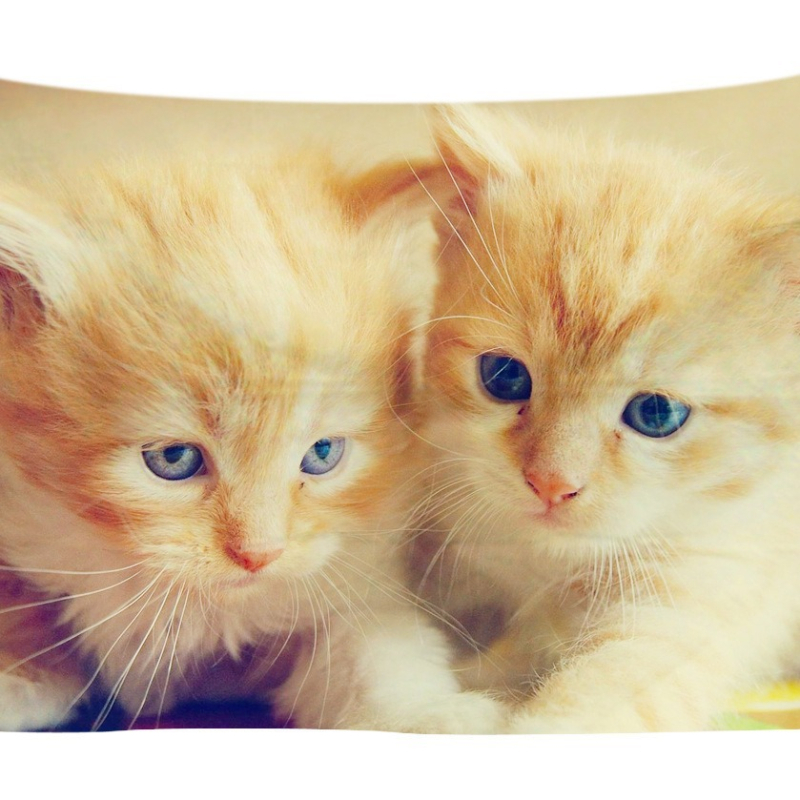 Άμεση προμήθεια από εργοστάσιο Meng Fun κατοικίδιο νέο τυπωμένο ταπισερί για το σπίτι κρεμαστό διακοσμητικό τοίχου μαξιλάρι πετσέτας θαλάσσης μια ελάχιστη παραγγελία