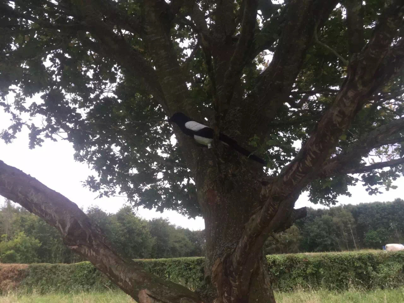 Dekoratiivne harakas plastmassist harakasööt müügiks ilma ridvata