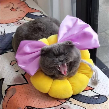 Χαριτωμένο γλυκό κολιέ Tom Cat με μωβ φιόγκο και λαιμόκοψη Girlfriend cos Tom Dream Cat