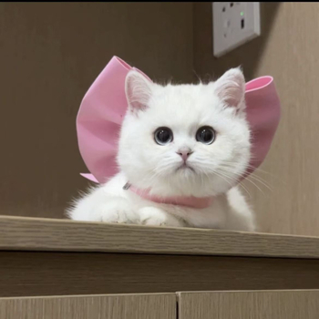 Χαριτωμένο γλυκό κολιέ Tom Cat με μωβ φιόγκο και λαιμόκοψη Girlfriend cos Tom Dream Cat