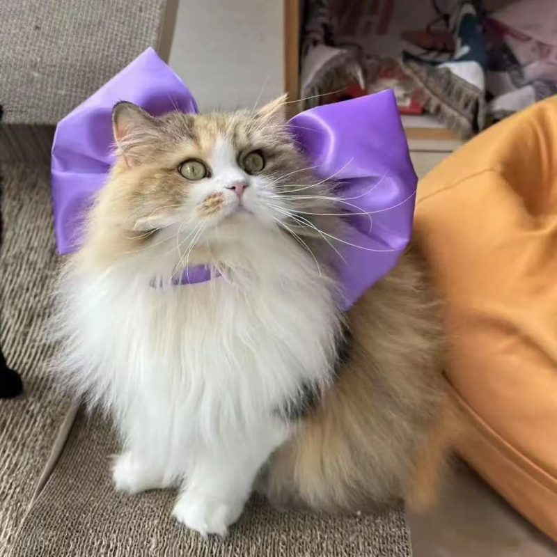 Aranyos Édes Tom Macska Lila Masni Nyaklánc Barátnő mert Tom Álommacska Nyaklánc