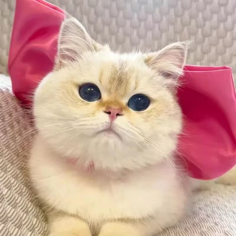 Aranyos Édes Tom Macska Lila Masni Nyaklánc Barátnő mert Tom Álommacska Nyaklánc