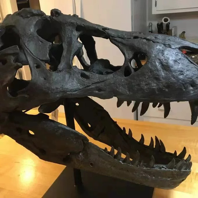 Retro amerikai koponya tanulmány gyantából készült kézműves gyűjtő kreatív dinoszaurusz fej gyantából készült díszek kézműves