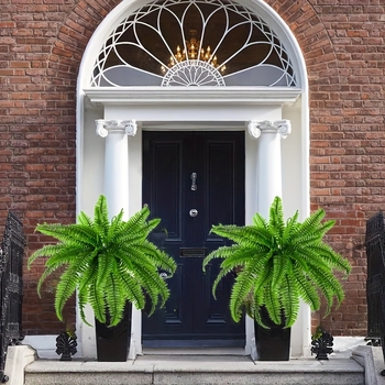 Διακοσμητική σύνθεση λουλουδιών με 21 φύλλα φτέρης της Βοστώνης, νέο τεχνητό φυτό Boston Fern Greenery