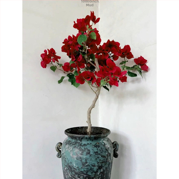 Μπουκαμβίλια Qinhua, Σπορόφυτα λουλουδιών σε γλάστρα, Παλιό φυτό με σωρούς, Μπαλκόνι, Αυλή, Μπουκαμβίλια, Η μπουκαμβίλια ανθίζει όλες τις εποχές