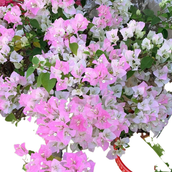 Μπουκαμβίλια Qinhua, Σπορόφυτα λουλουδιών σε γλάστρα, Παλιό φυτό με σωρούς, Μπαλκόνι, Αυλή, Μπουκαμβίλια, Η μπουκαμβίλια ανθίζει όλες τις εποχές