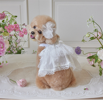 Csipkés esküvői fonalból készült tutu ruha Kis méretű kutya, Golden Retriever, Satsuma Border Shepherd Chai kutya, hercegnős ruha