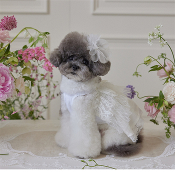 Φόρεμα νυφικού από δαντέλα για σκύλους, φόρεμα Tutu, μικρό, μεσαίου μεγέθους, σκύλος Golden Retriever, Satsuma Border Shepherd Chai, φόρεμα πριγκίπισσας για σκύλους