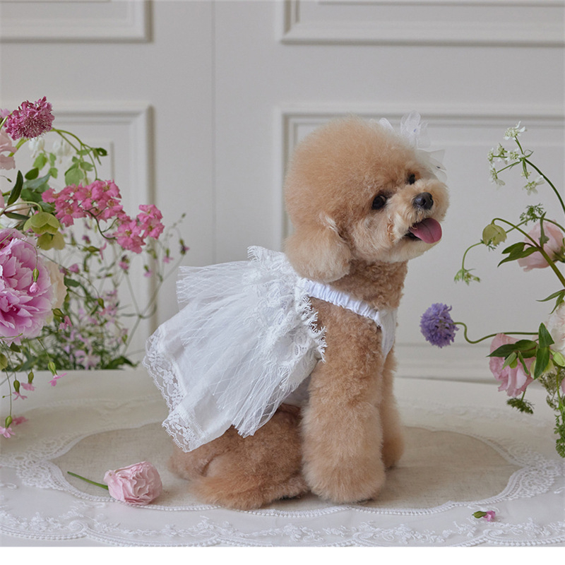 Csipkés esküvői fonalból készült tutu ruha Kis méretű kutya, Golden Retriever, Satsuma Border Shepherd Chai kutya, hercegnős ruha
