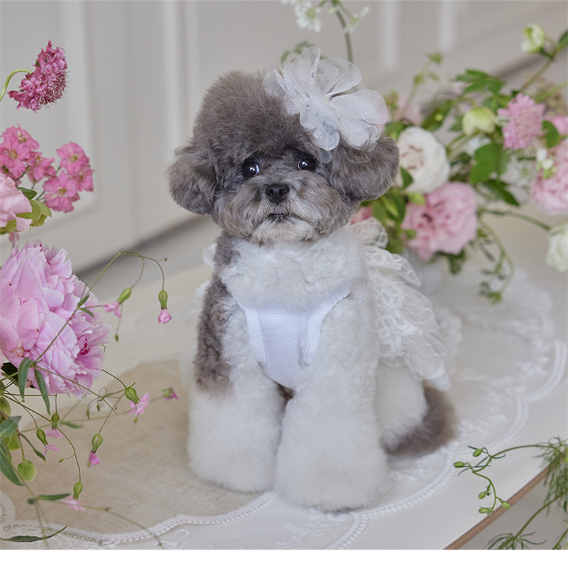 Csipkés esküvői fonalból készült tutu ruha Kis méretű kutya, Golden Retriever, Satsuma Border Shepherd Chai kutya, hercegnős ruha