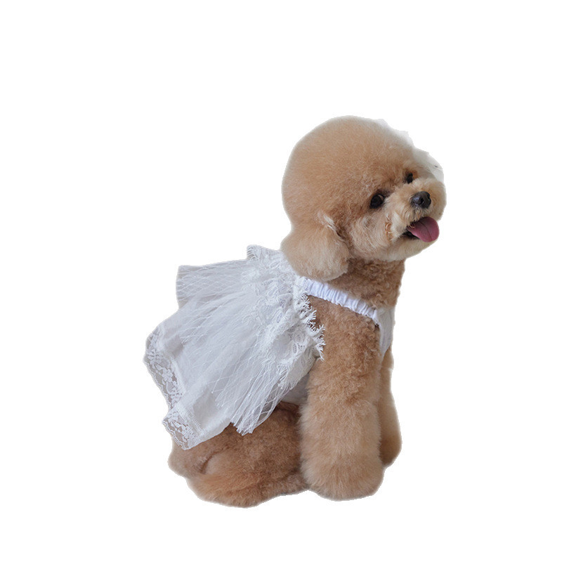 Csipkés esküvői fonalból készült tutu ruha Kis méretű kutya, Golden Retriever, Satsuma Border Shepherd Chai kutya, hercegnős ruha