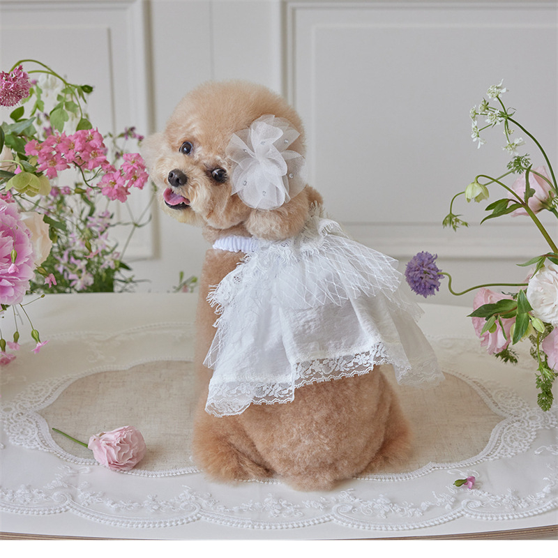 Csipkés esküvői fonalból készült tutu ruha Kis méretű kutya, Golden Retriever, Satsuma Border Shepherd Chai kutya, hercegnős ruha
