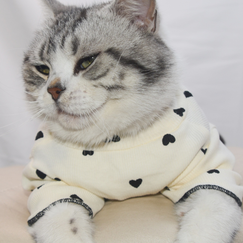 Lemmiklooma armas armastuse alussärk, kevad- ja sügisriided, teddy bear, väike koer, kutsikas, lühike kass, lemmikloom