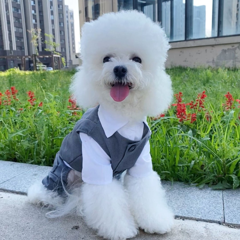 Lemmiklooma kassi ja koera ülikond kleit kevadeks ja suveks õhuke väikestele koertele peigmehe kleit hall härrasmehe ülikond neljajalgne ülikond