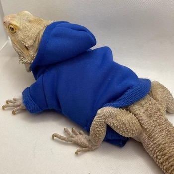Дрехи за гущери Amazon Lizard Катерене Домашни любимци Излизане Трансформиращи се Дрехи за ходене Гущер Дрехи за малки домашни любимци Домашни любимци