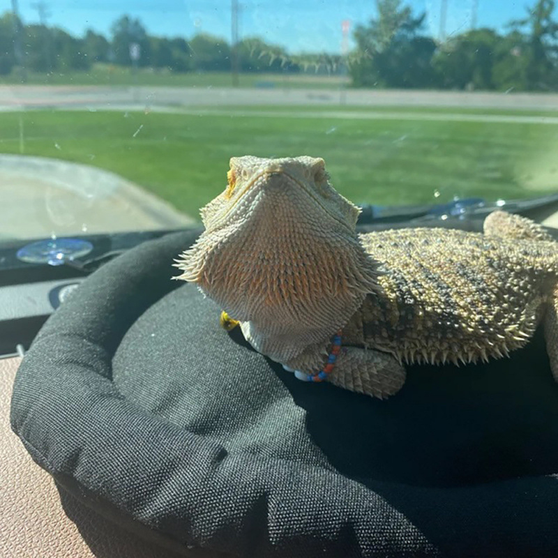 Amazon gyík gekkó tengerimalac nyúl hörcsög autó hálózsák hüllő kettős felhasználású hálószőnyeg kisállat fekhely