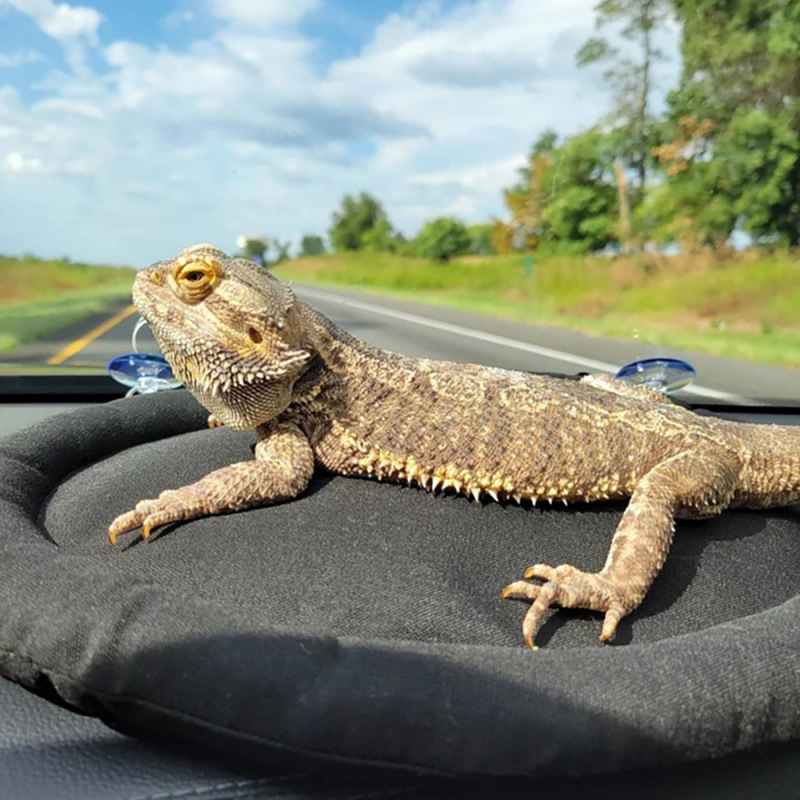 Amazon gyík gekkó tengerimalac nyúl hörcsög autó hálózsák hüllő kettős felhasználású hálószőnyeg kisállat fekhely