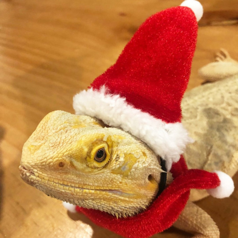 Sisaliku jõuluriided Veojõuköis Jõulumüts Ronimislemmikloomale Väljasõit Nahktiivad Lemmiklooma veojõuvöö Kõndiv sisalikuköis Väike lemmikloom