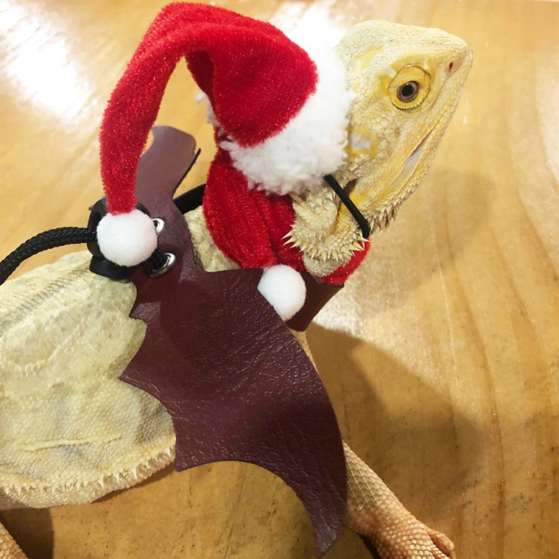 Sisaliku jõuluriided Veojõuköis Jõulumüts Ronimislemmikloomale Väljasõit Nahktiivad Lemmiklooma veojõuvöö Kõndiv sisalikuköis Väike lemmikloom