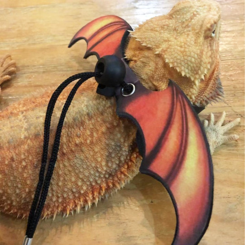 Sisaliku veojõuköis Ronimisköis Lemmiklooma väljasõiduköis Kõndimisköis Sisaliku köis Väikese lemmiklooma veojõuköis Festivali tiivad Veojõuköis