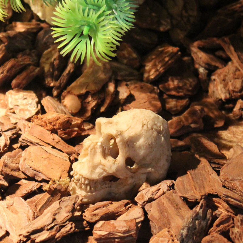 Mini kolju kitse kolju muumia simulatsioon väikese kolju roomikämbliku söötmiskasti maastikukaunistus