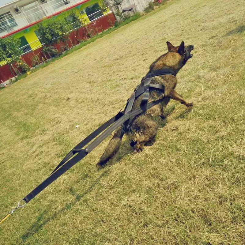 Amazoni kuummüügis olev koerte raskuste tõstmise treeningrihm koerte kelgutamiseks mõeldud veojõurihm lemmikloomade treenimise lihasrihm