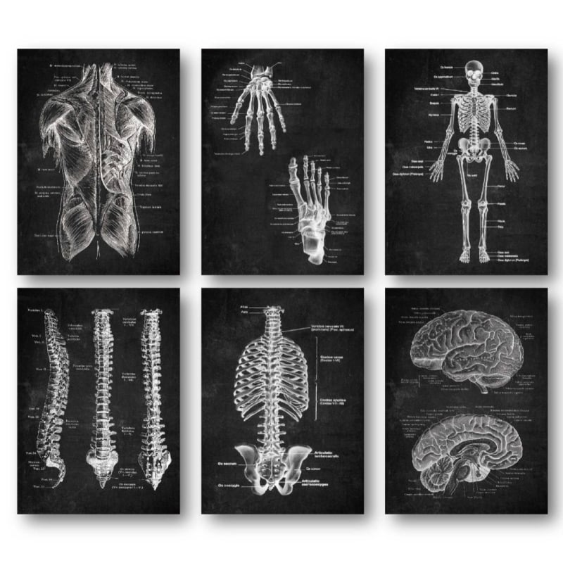Poster de perete cu anatomie, pictură decorativă anatomică, decorare creativă din hârtie kraft
