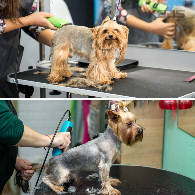 # 10 A5 juukselõikur universaalse teraga piiriülene kuummüük professionaalne lemmikloomade elektriline lõikuripea 10/7F/5F/4F/3F