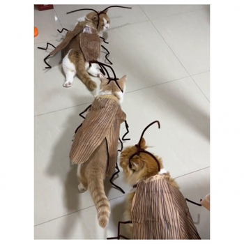 Чисти огнени хлебарки, забавни същите раирани дрехи, ръчно изработени дрехи от интернет, популярни дрехи за котешки хлебарки