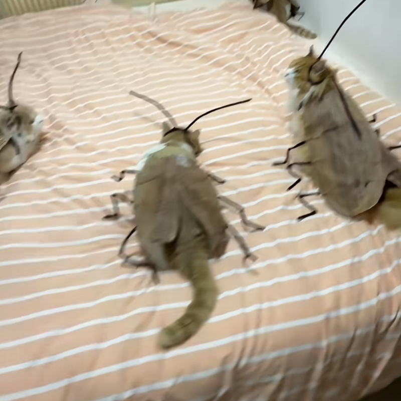 Чисти огнени хлебарки, забавни същите раирани дрехи, ръчно изработени дрехи от интернет, популярни дрехи за котешки хлебарки