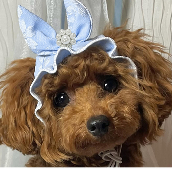 Ρούχα για σκύλους Άνοιξη και καλοκαίρι Γάτα Πριγκίπισσα Φούστα με κουκκίδες Πασχαλινά γενέθλια Μικρό σκυλί Αρκουδάκι Κατοικίδιο