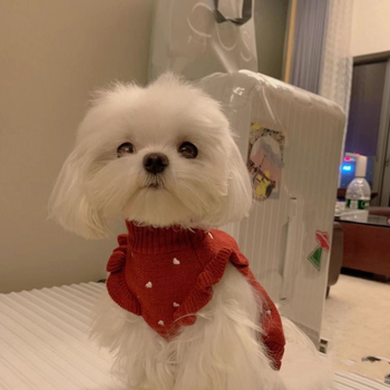 Koerariided kevad- ja sügiseks Teddy Bichon Pomeranian kampsun kutsikale, kassile, kutsikas, väikestele koertele, polüester