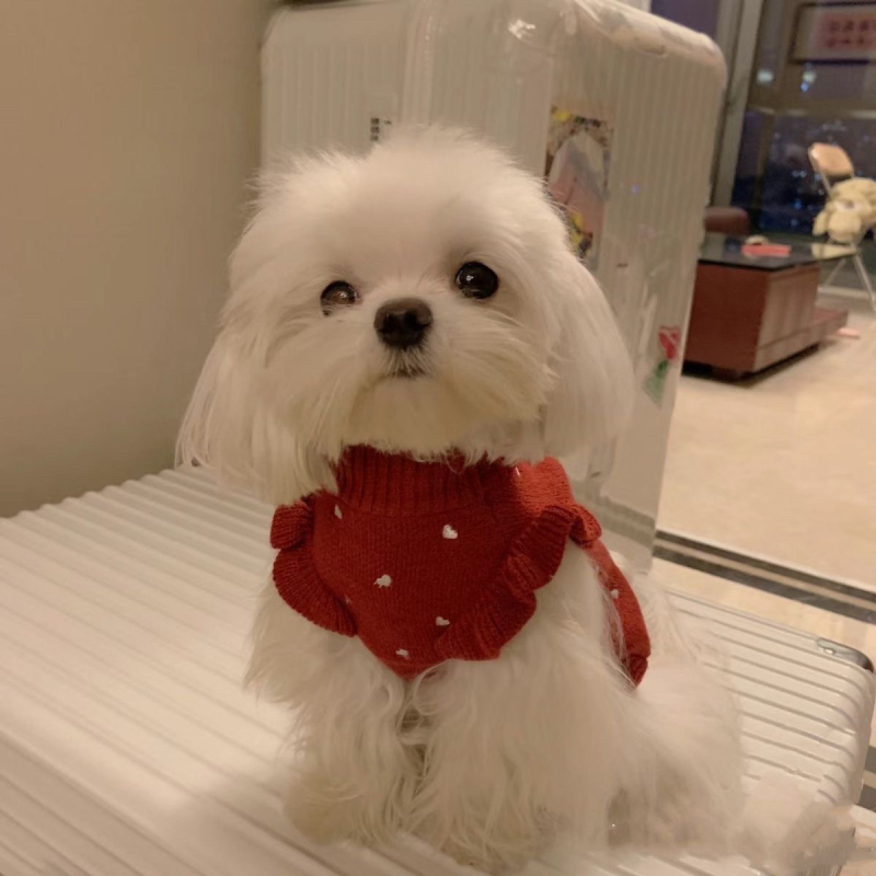 Koerariided kevad- ja sügiseks Teddy Bichon Pomeranian kampsun kutsikale, kassile, kutsikas, väikestele koertele, polüester