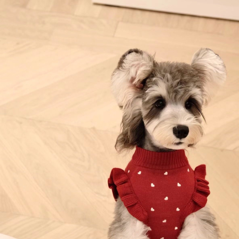 Koerariided kevad- ja sügiseks Teddy Bichon Pomeranian kampsun kutsikale, kassile, kutsikas, väikestele koertele, polüester