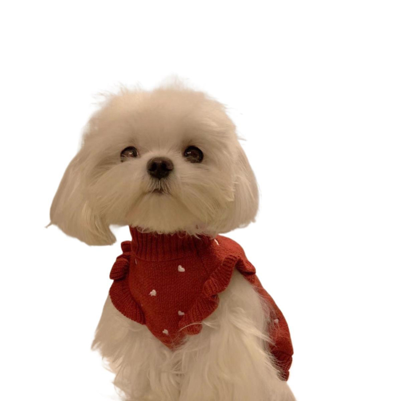 Koerariided kevad- ja sügiseks Teddy Bichon Pomeranian kampsun kutsikale, kassile, kutsikas, väikestele koertele, polüester