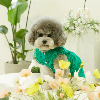 2025-ös nyári csipkés, repülő ujjú hercegnős ruha, teddy, bichon, kutya, macska, vékony ruhák + fejdíszek